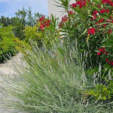 With Pool Casa Bianca Lejlighed *